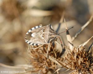 <b><i>Codophila varia</b></i> adulte