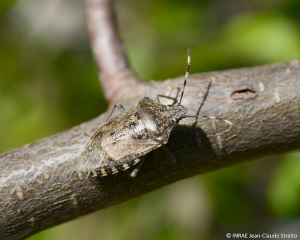 <b><i>Rhaphigaster nebulosa</b></i> adulte