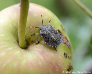 Larve de <b><i>Rhaphigaster nebulosa</b></i>