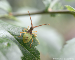 Larve de <b><i>Gonocerus acuteangulatus</b></i>