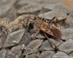 <b><i>Leptoglossus occidentalis</b></i> adulte