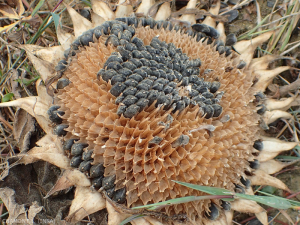 tournesol-akene