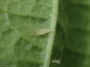 <em>Myzocallis coryli</em> vit à la surface inférieure des jeunes feuilles de noisetier. <strong>Puceron jaune du noisetier</strong> (hazel aphid)