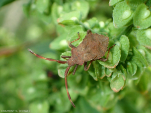 coreidae-nymphe