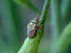 Stade nymphal de la punaise Miridae <i>Lygus pratensis</i>