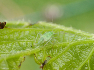 miridae-vigne