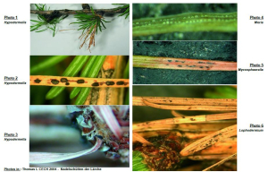 Pathologies foliaires