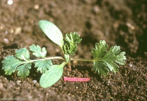 Turgenia_latifolia2