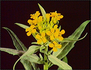 Erysimum cheiranthoides