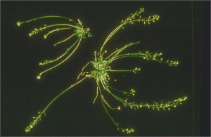 Teesdalia nudicaulis