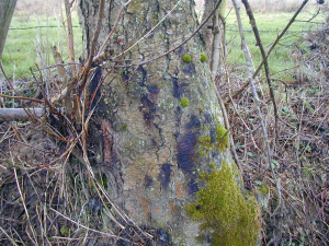inrae_phyto_aulne2
