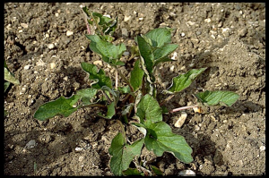 Chenopodium bonus-henricus