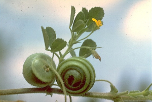 Medicago scutellata