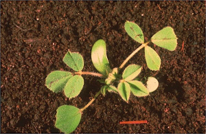 Medicago rigidula