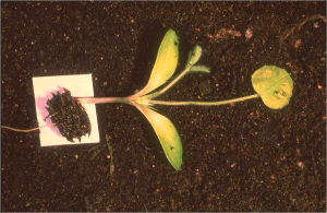 Medicago truncatula