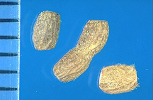 Ornithopus perpusillus