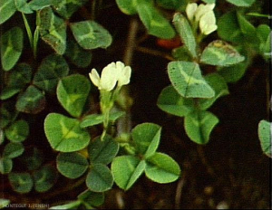 Trifolium_subterraneum2