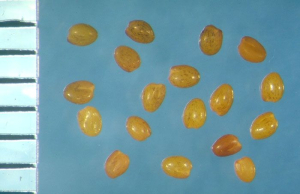 Trifolium_tomentosum