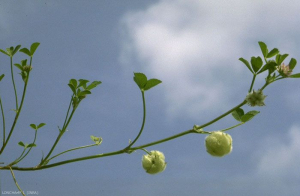 Trifolium_tomentosum2