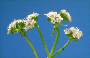 Valerianella coronata