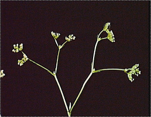 Valerianella rimosa