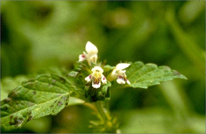 Galeopsis bifida