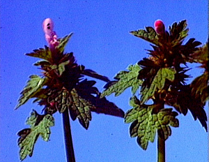 Lamium hybridum