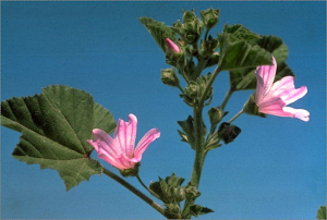 Lavatera cretica
