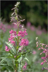 Epilobium angustifolium