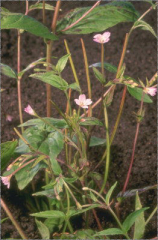 Epilobium montanum