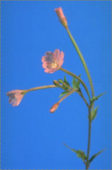 Epilobium montanum