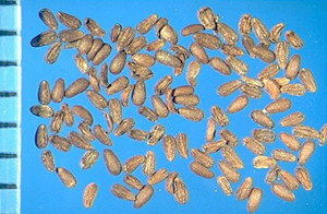 Epilobium parviflorum