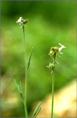 Linaria arvensis