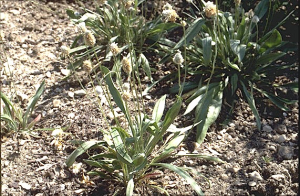 Plantago lagopus