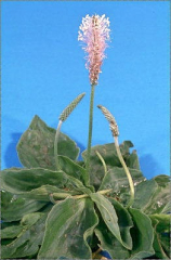 Plantago media