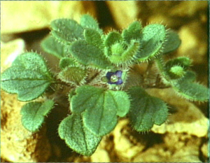 Veronica opaca