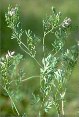 Fumaria vaillantii
