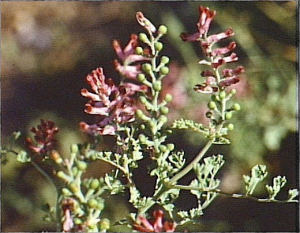 Fumaria vaillantii