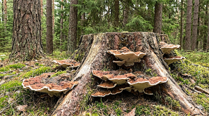 Heterobasidion annosum