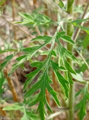 Ambroisie à feuilles d’armoise