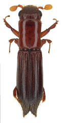 Treptoplatypus oxyurus mâle