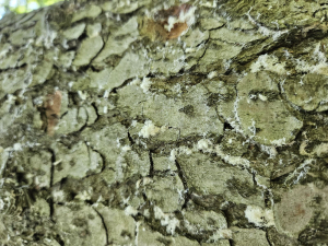 Treptoplatypus oxyurus - frass
