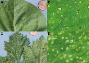 Alternaria dauci sur laitue