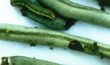 Helicoverpa armigera 3