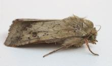 Helicoverpa armigera 4