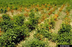 Phytophthora capsici 1
