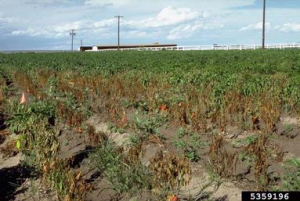 Phytophthora capsici 2