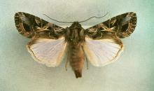Spodoptera littoralis 4