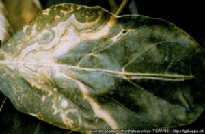Tomato spotted wilt virus 3