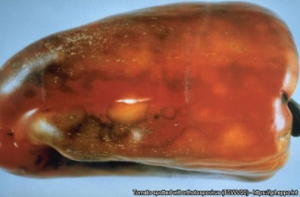 Tomato spotted wilt virus 4